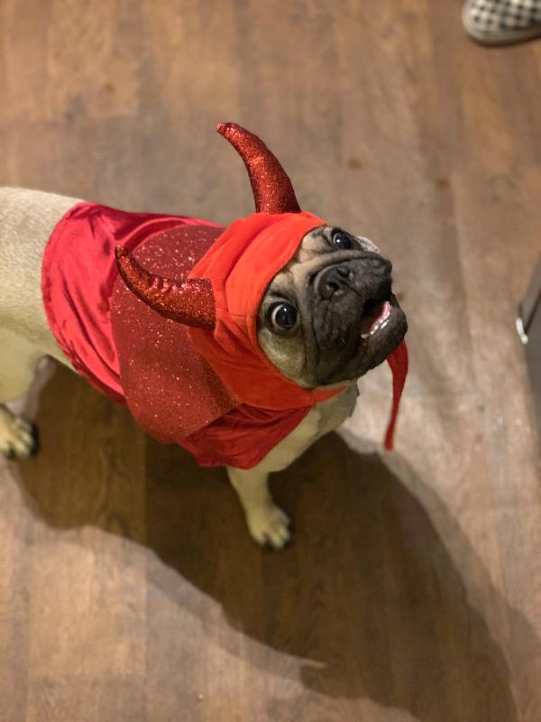 /images/uploads/pug nation rescue of los angeles/pugnation2021/entries/15062thumb.jpg